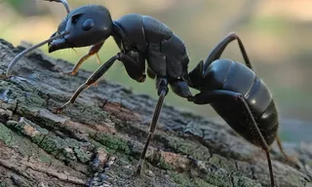 Black ant with a glossy body and long thin legs standing on rough tree bark against a soft green background