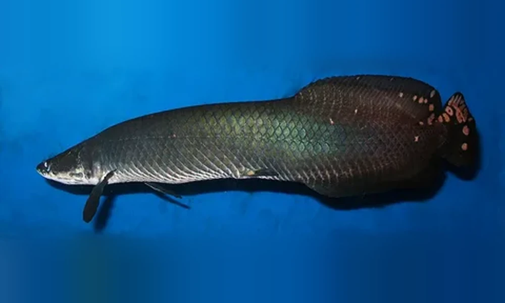 Arapaima with a long gray-green body, large scales and a reddish-tipped tail swimming in bright blue water