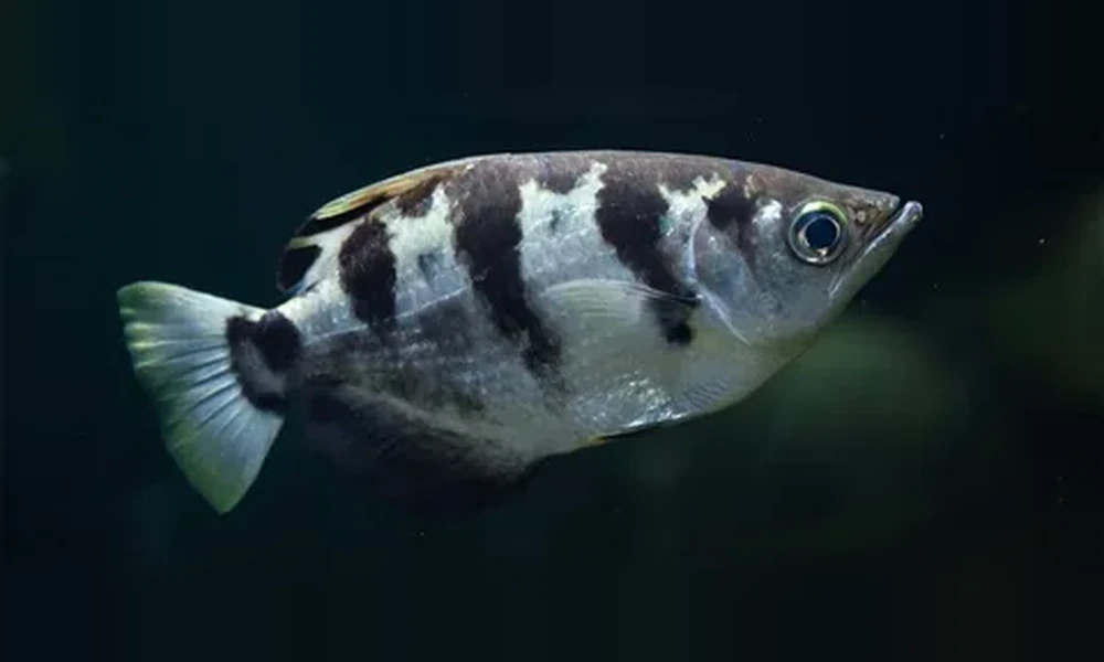 Archerfish with a silver body, bold dark vertical bands and a large round eye swimming in dark water
