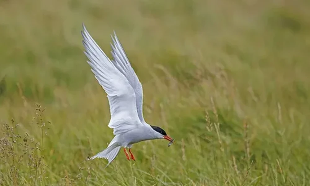 Arctic tern with white wings raised, a black cap and red bill hovering above green grass, a small item in its beak