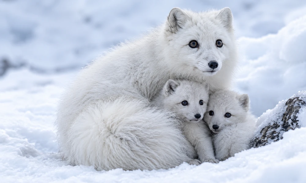 Arctic fox family: Arctic fox sitting in the snow with two young fox kits cuddled beside her.