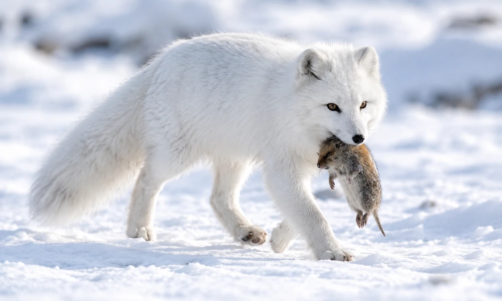 Arctic fox with prey: Arctic fox walking across snowy terrain while carrying a small prey animal in its mouth.