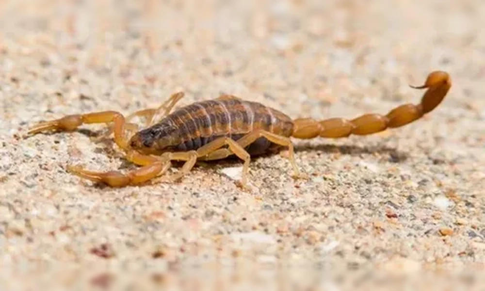 Pale tan Arizona bark scorpion with a striped back and a raised curled tail on light sand