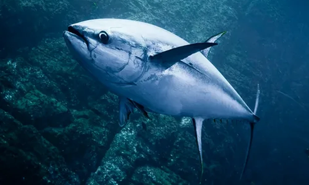 Atlantic bluefin tuna with a streamlined silver-blue body and pointed fins swimming beside a dark rocky seafloor