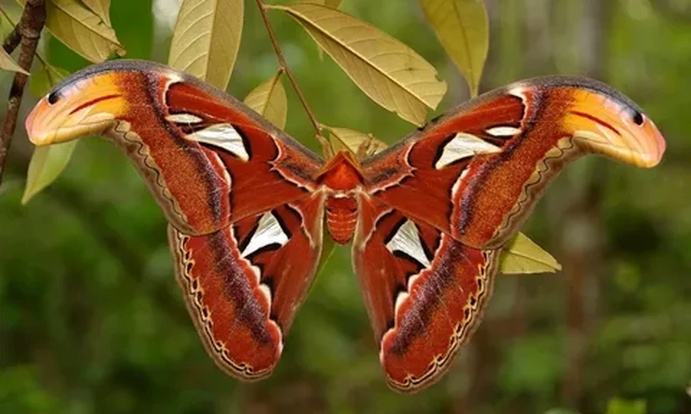 Atlas moth with reddish-brown wings, white triangular windows and wingtips shaped like snake heads against green leaves