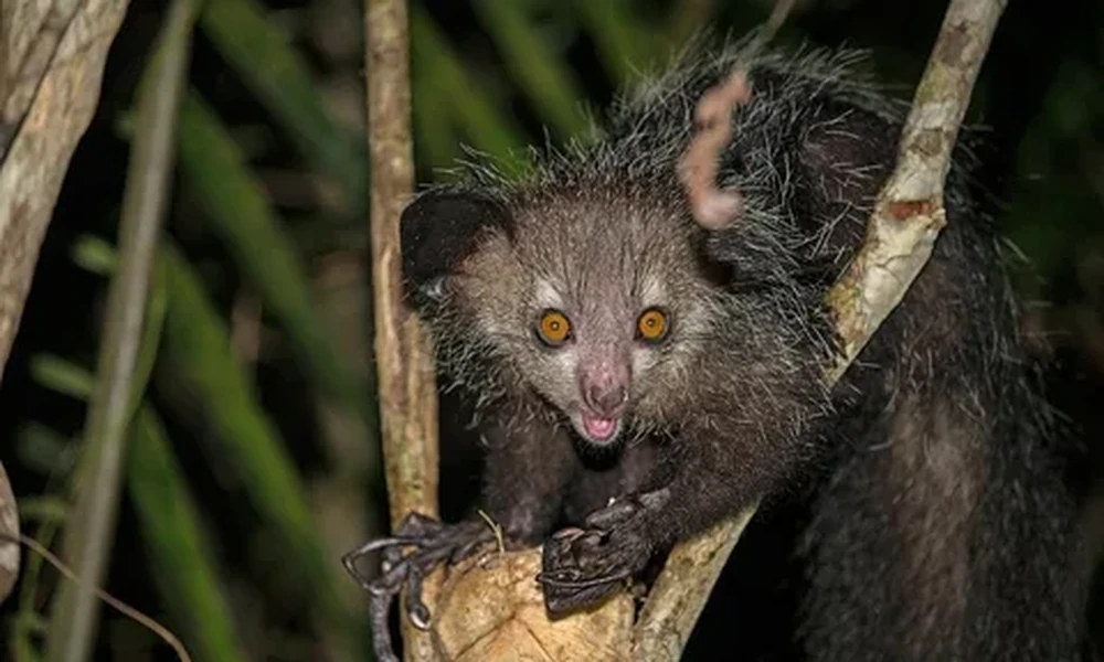 Aye-aye with large orange eyes and dark shaggy fur gripping a branch at night, one long thin finger extended