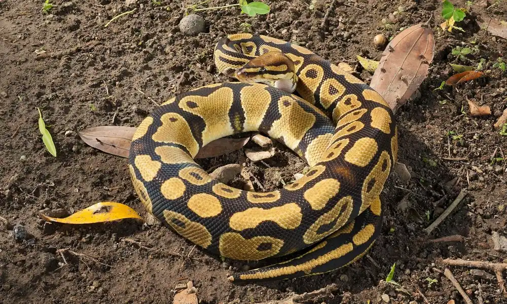 Ball python coiled on a forest floor.