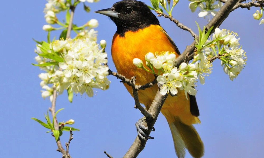 Baltimore oriole perched on a flowering branch.