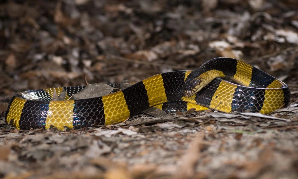 Banded krait displaying black and yellow stripes.