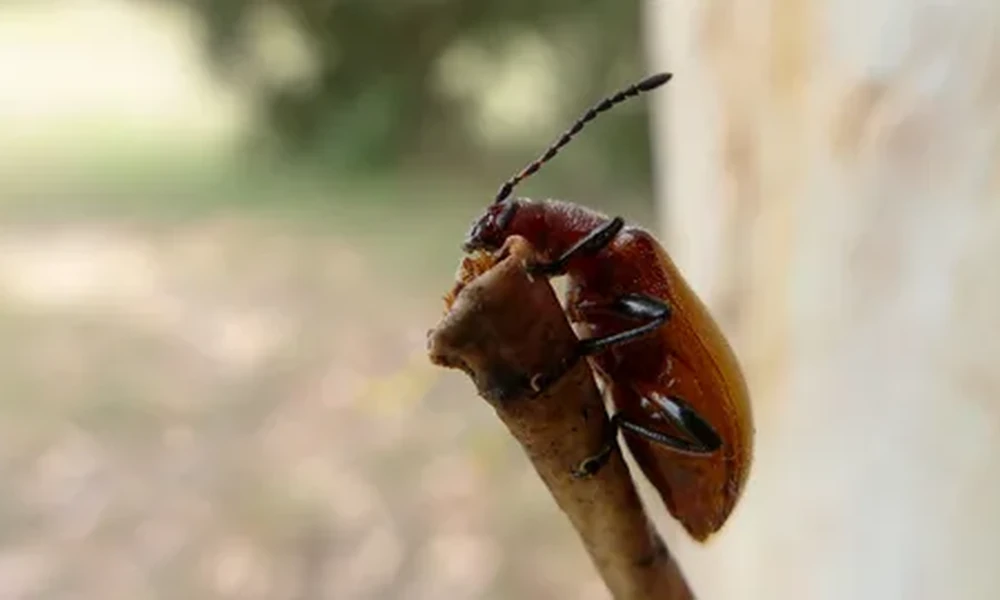 Reddish-brown bark beetle clinging to a thin twig, with its long antenna raised and a blurred outdoor background.