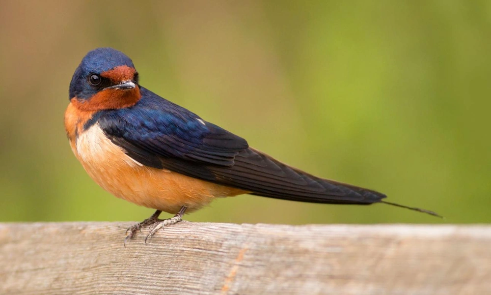 Barn swallow perched on a wooden fence.