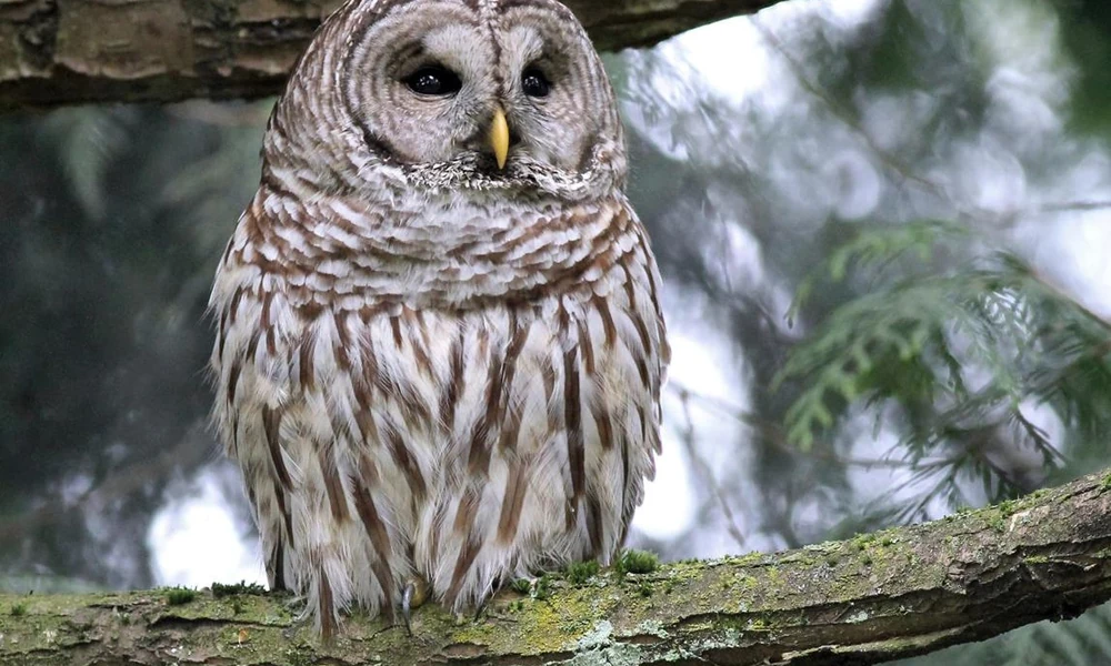 Barred owl perched on a forest branch.