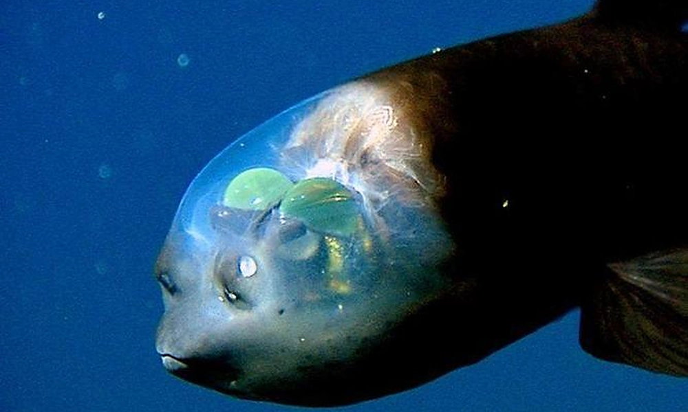 Barreleye fish with a transparent dome-shaped head.