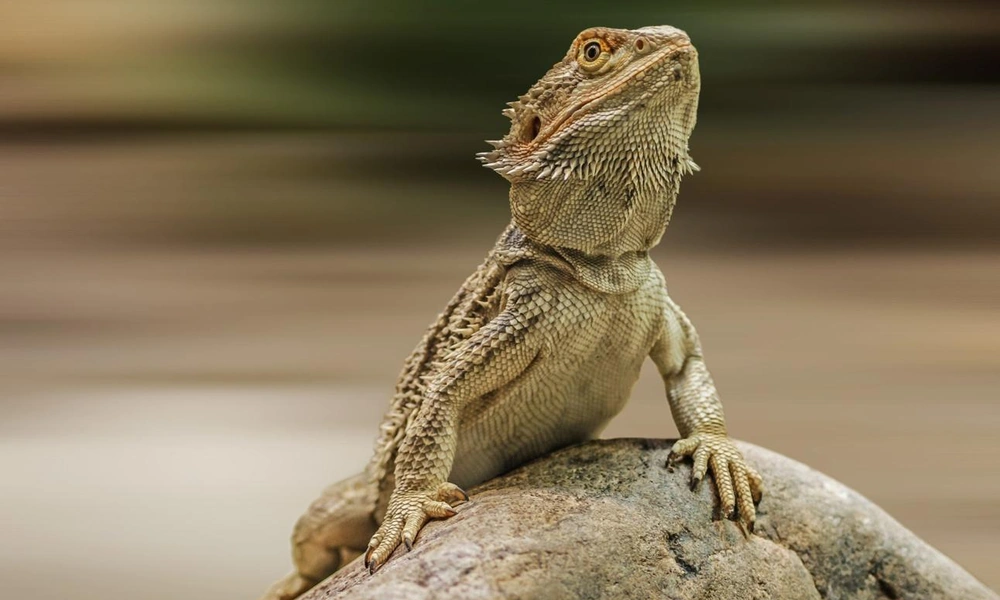Bearded dragon resting on a sunlit rock.