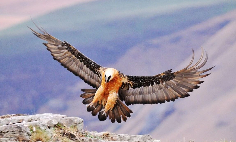 Bearded vulture standing on a rocky mountain cliff.