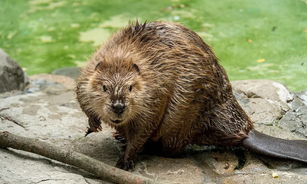 Wet beaver with brown fur and a flat tail sitting on a rock beside a stick near the water