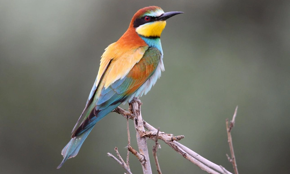 Colorful bee-eater perched on a branch.