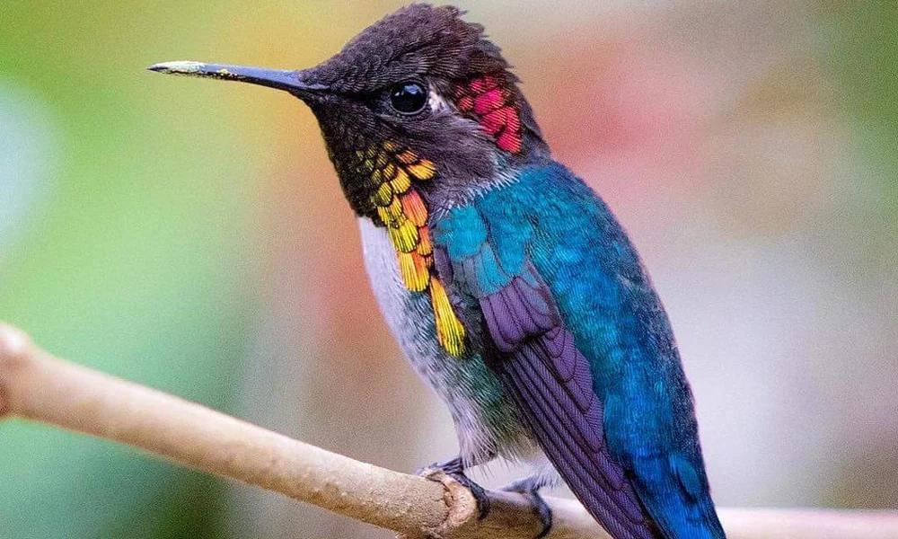 Tiny bee hummingbird perched on a flower.