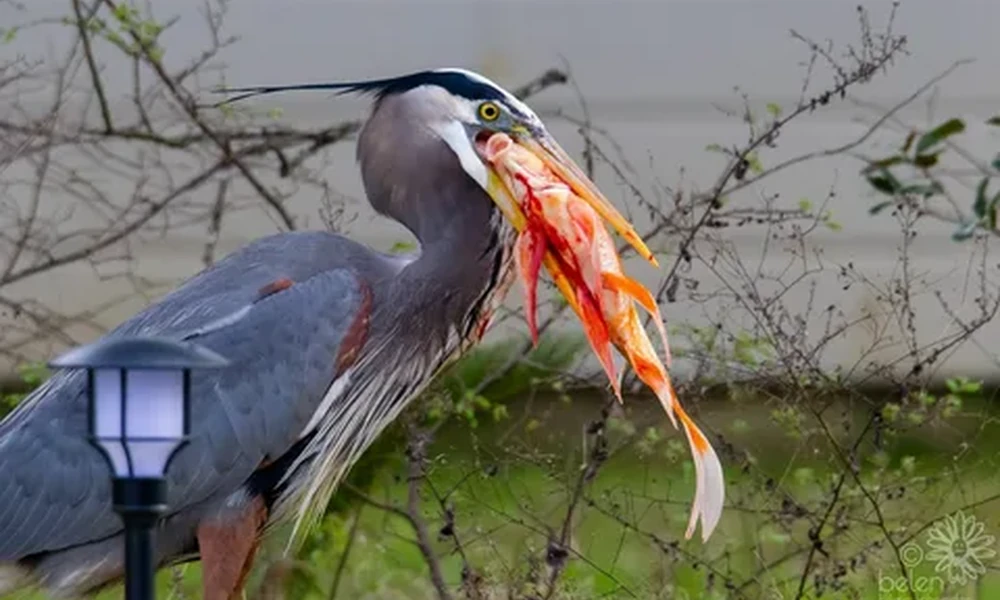 Great blue heron holding a large orange fish in its beak, standing among thin branches.