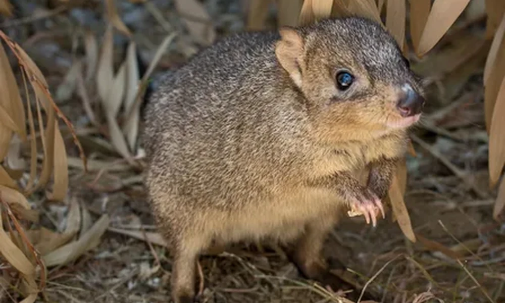 Small brown bettong standing upright on dry ground among dead leaves, with its front paws held up.