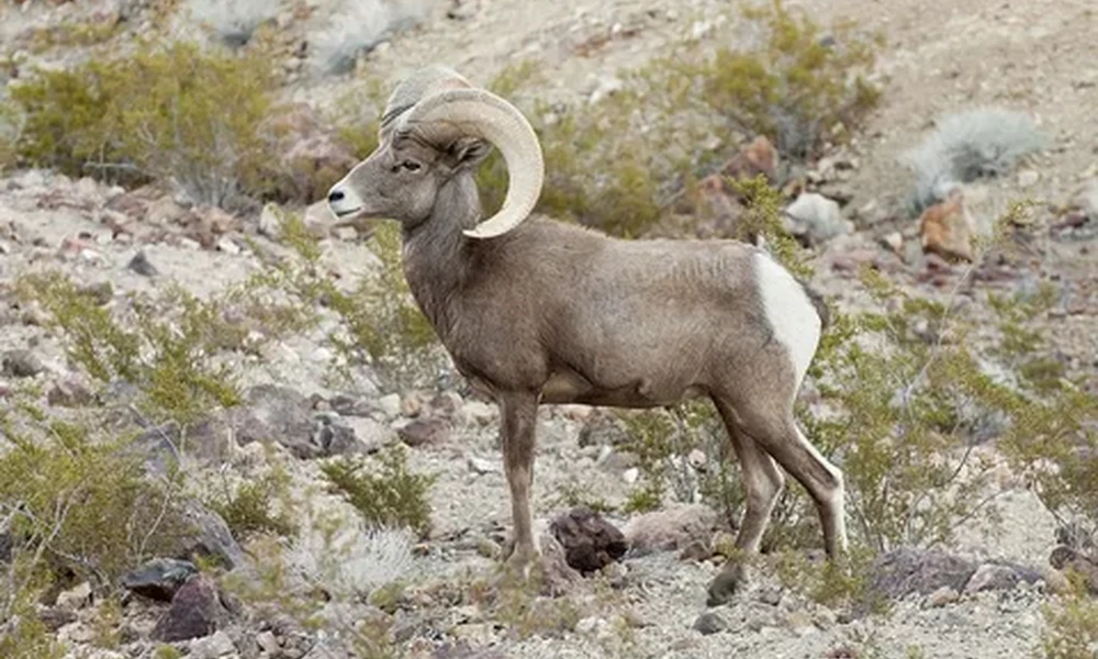 Bighorn sheep ram with large curved horns standing in profile on a rocky desert hillside with scrubby plants.