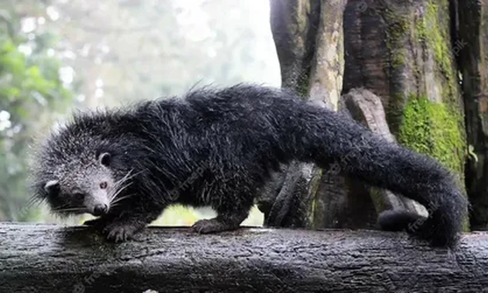 Black, shaggy binturong walking along a wet log, with a moss-covered tree trunk behind it.