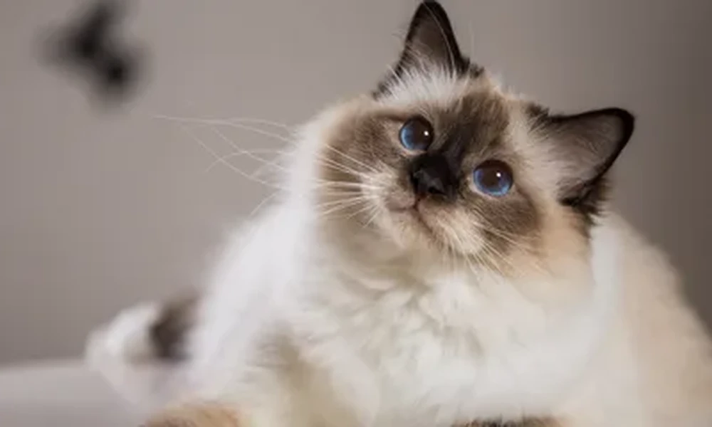 Birman cat with a cream coat, dark face markings and bright blue eyes, tilting its head and looking up.