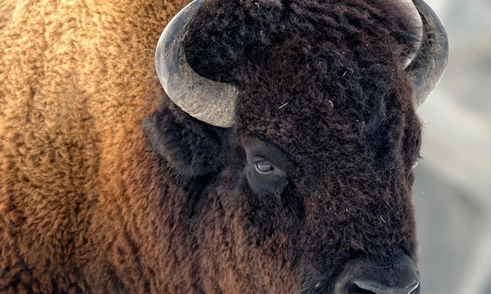 Close-up of an American bison showing its shaggy coat, curved horns, and shoulder hump.