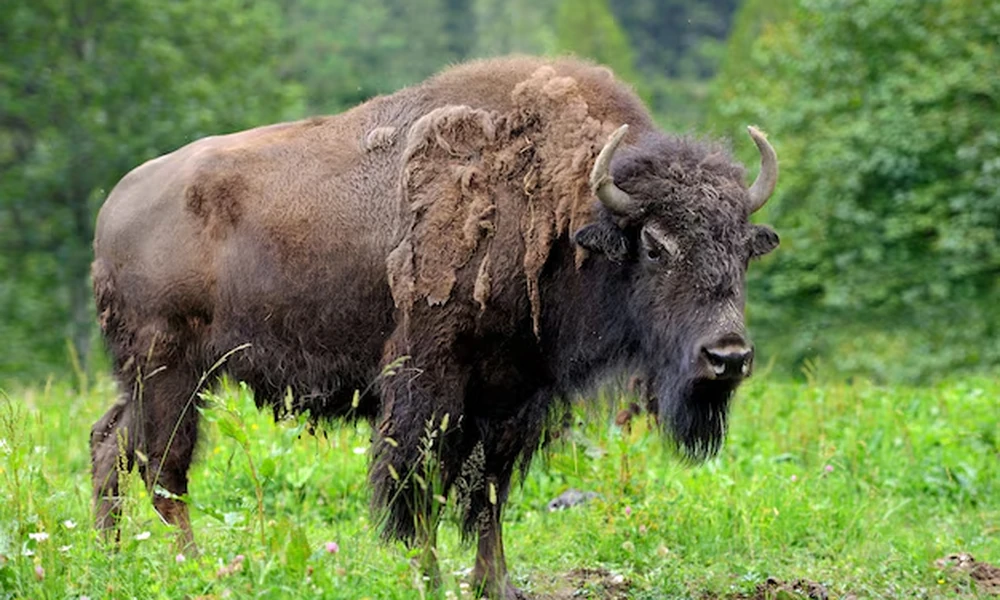 Dark brown American bison with curved horns standing in green grass, patches of shaggy fur peeling off its shoulder