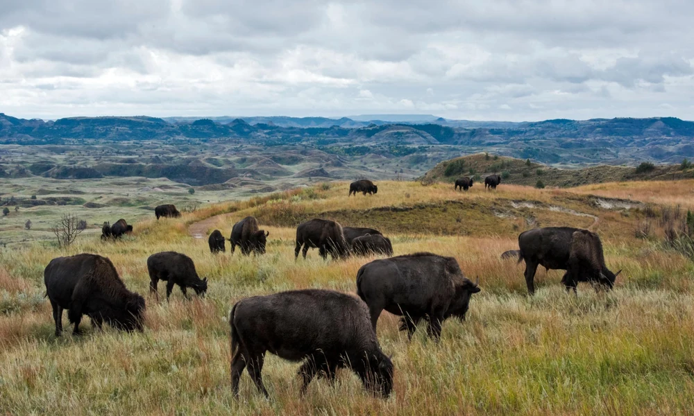 American bison grazing in their natural Great Plains grassland habitat.