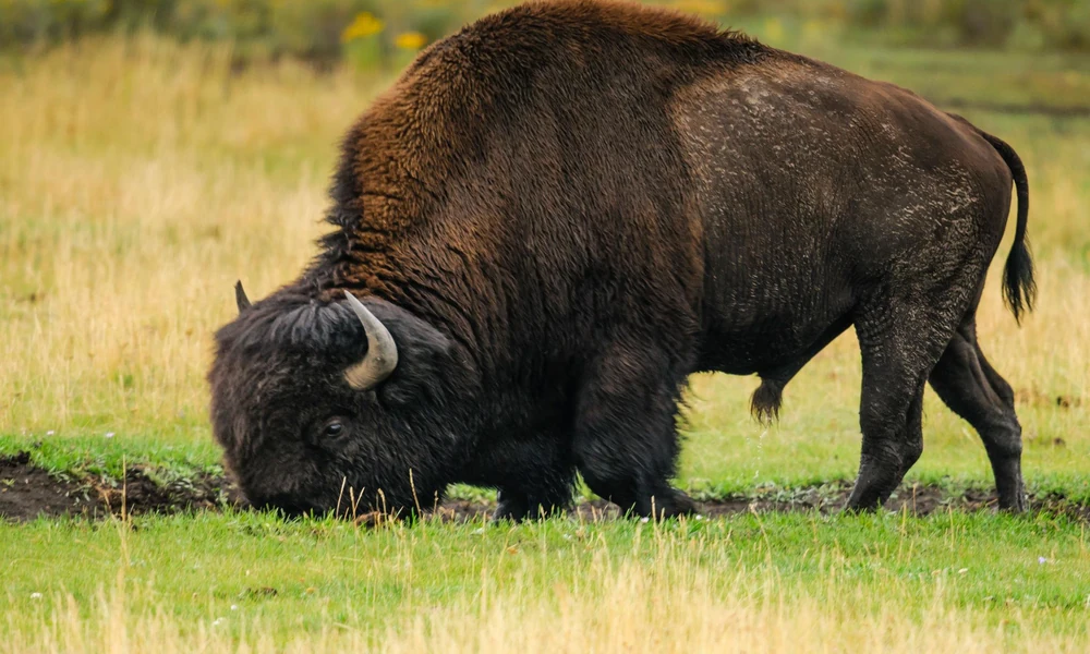 American bison feeding on grass in a natural prairie.