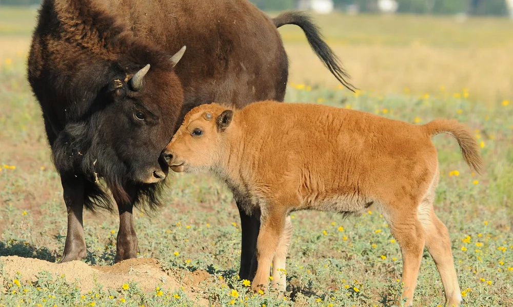 American bison mother standing beside her young reddish-brown calf.