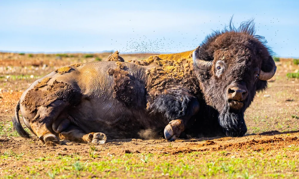 American bison rolling in loose dirt on a grassland.