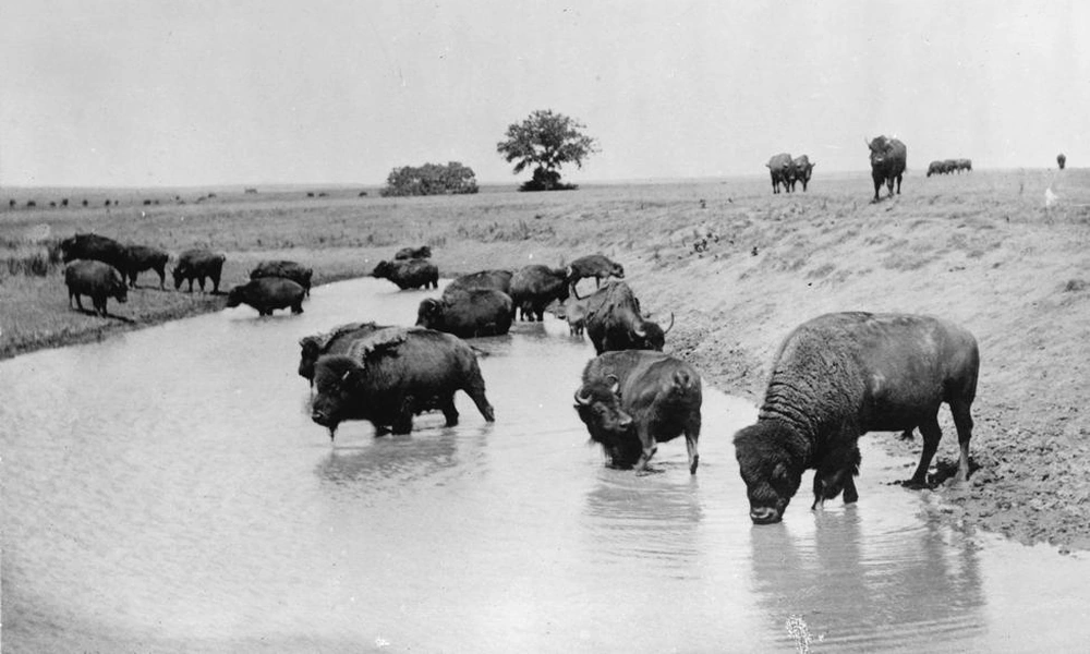Historic American bison herd on the North American Great Plains.
