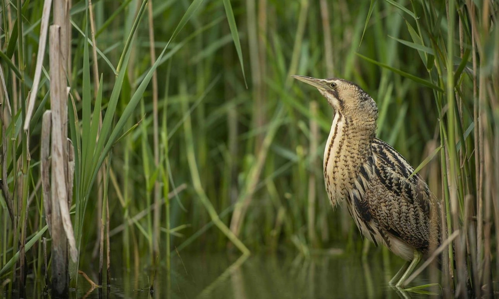 Eurasian bittern camouflaged among tall marsh reeds.