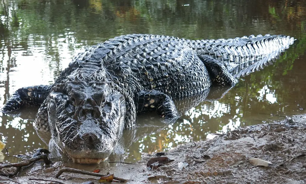 Black caiman emerging from Amazon river water.