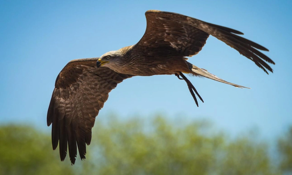 Black kite gliding above open countryside.