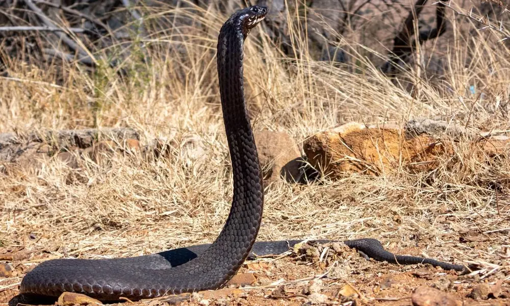 Black mamba moving across dry African grassland.