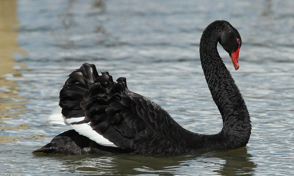 Black swan swimming on a calm lake.