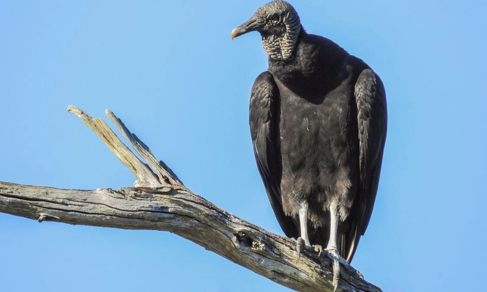 Black vulture perched on a bare tree branch.