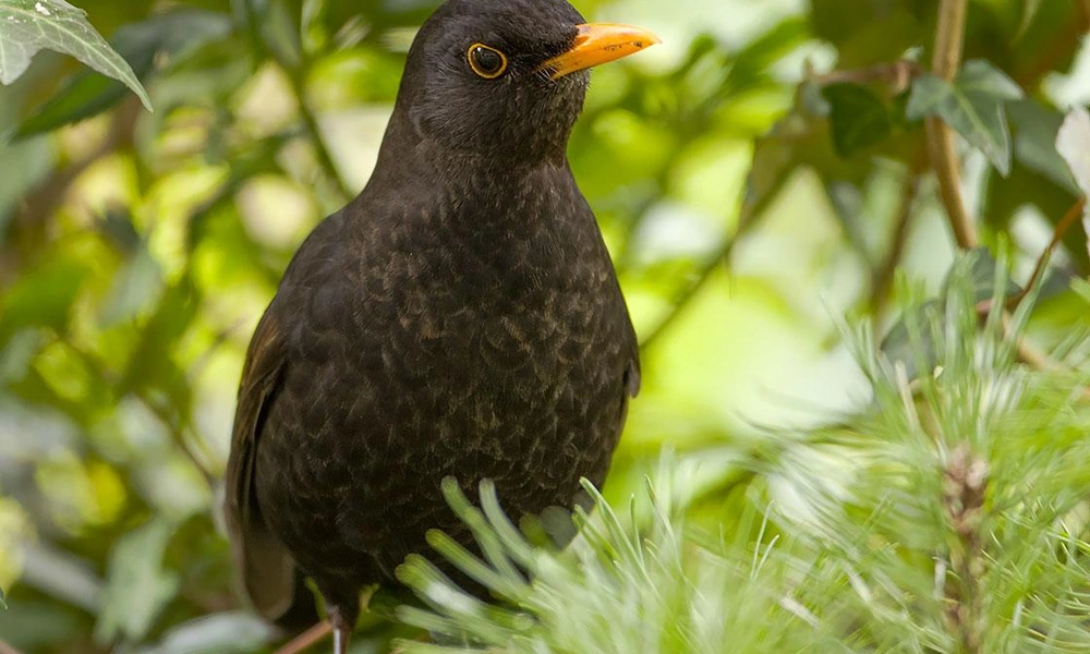 Male blackbird with a yellow beak in a garden.