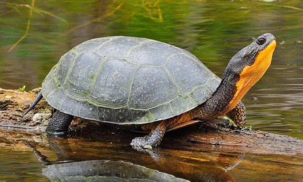 Blanding’s turtle with a bright yellow throat.