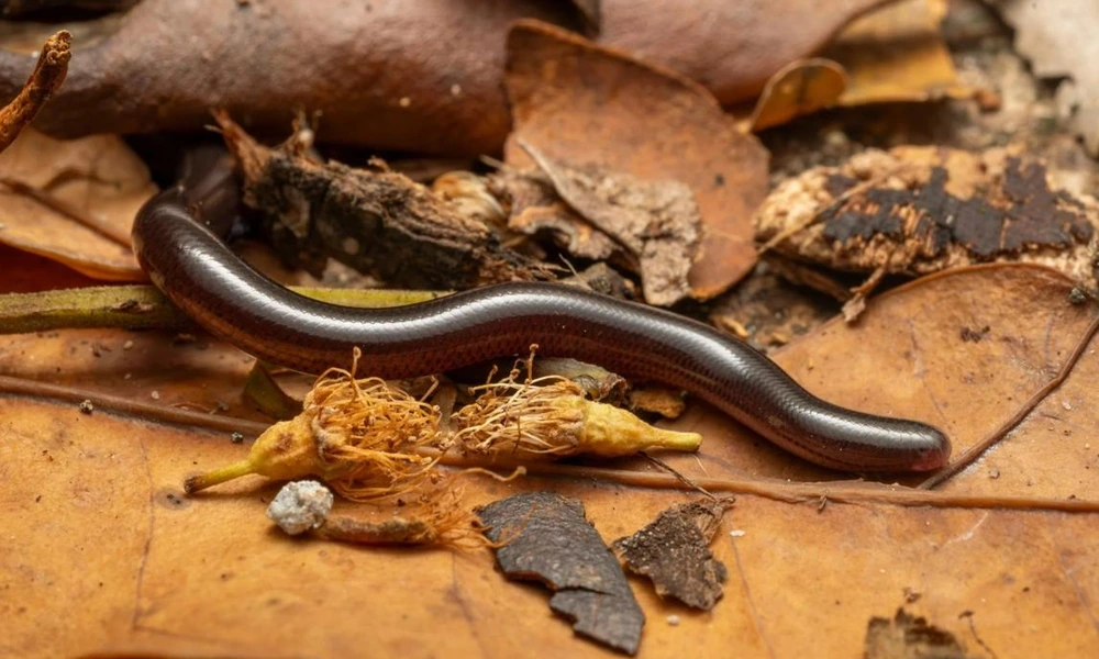 Tiny Brahminy blind snake moving through moist soil.