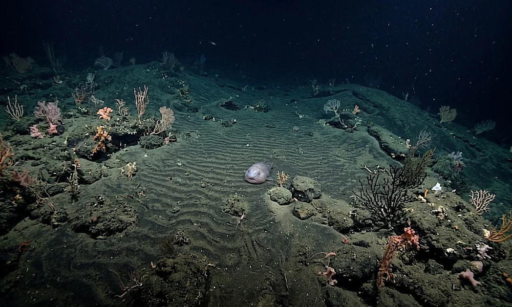 Small blobfish resting on a rippled seafloor surrounded by corals and rocks