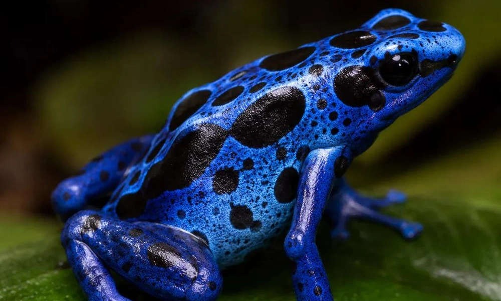 Blue poison dart frog with black spots.