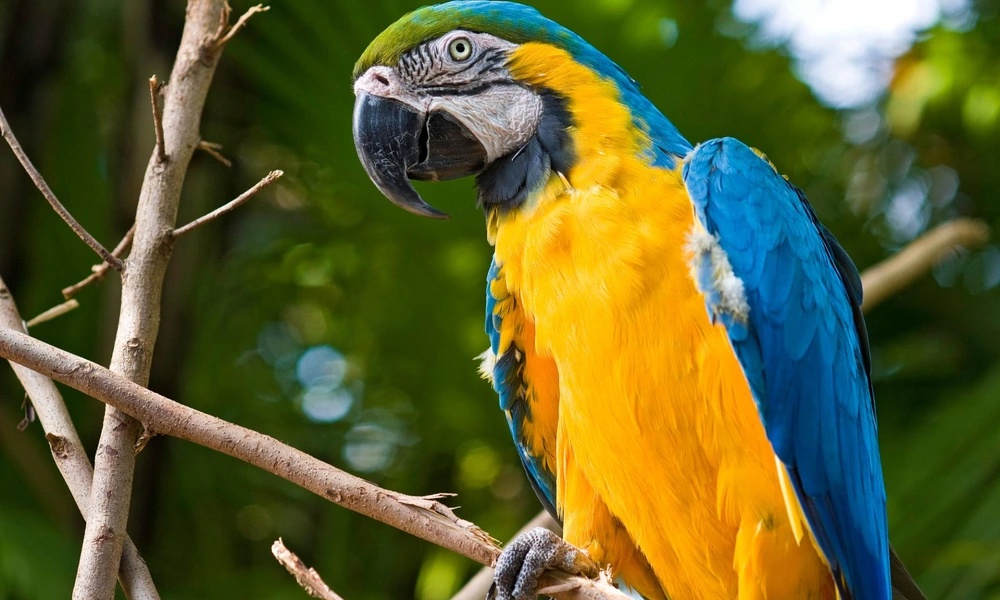 Blue-and-gold macaw perched on a rainforest branch.