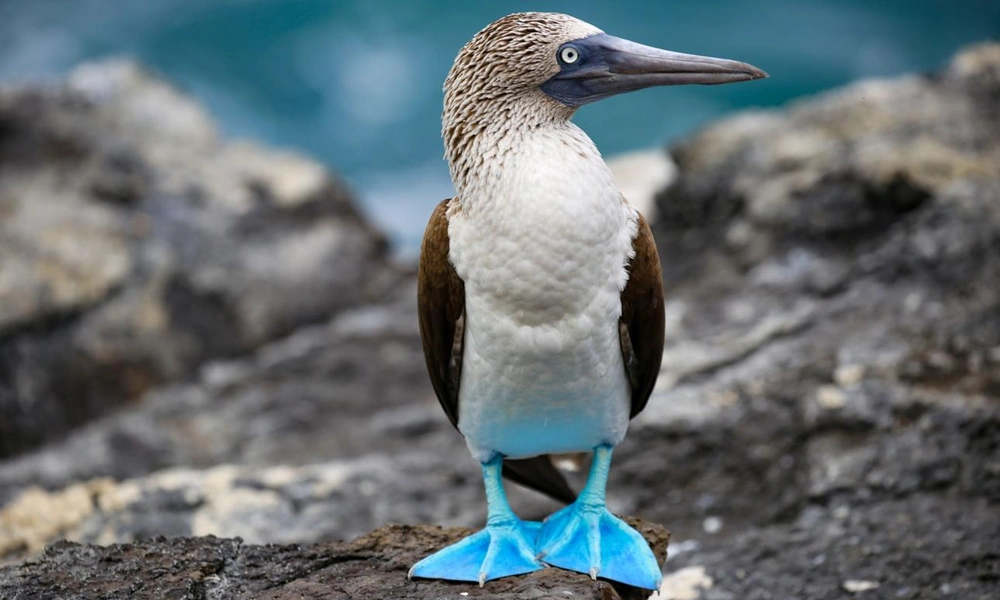 Blue-footed booby displaying its bright blue feet.
