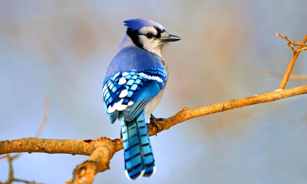 Blue jay perched on an oak branch.