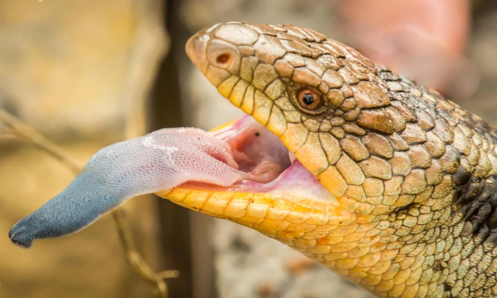 Blue-tongued skink displaying its bright blue tongue.