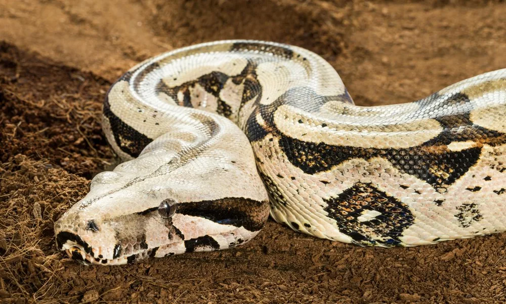 Boa constrictor resting among forest leaves.
